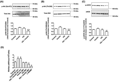 Insulin Resistance Disrupts Cell Integrity Mitochondrial Function And