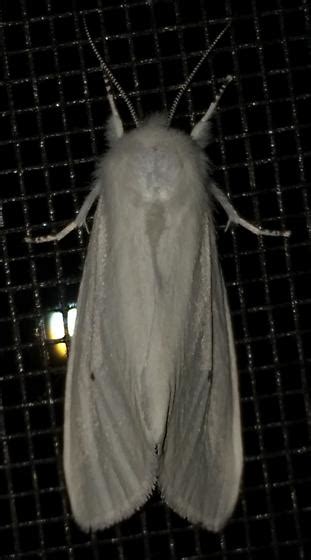 Spilosoma Virginica Bugguide Net