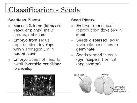 Solved Compare And Contrast The Different Types Of Seedless Plants