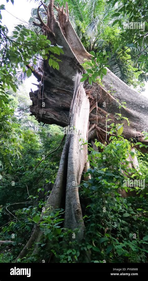 Santuario Delle Scimmie Boabeng Fiema Immagini E Fotografie Stock Ad