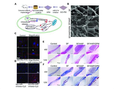 Silk Fibroin Hydroxyapatite Graphene Oxide Polyethyleneimine