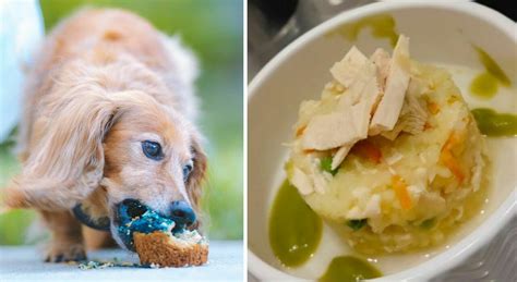 Cani Dovrebbero Mangiare Bene Come Gli Umani A Roma Il Ristorante Di