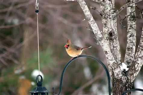 Female Cardinal Bird - Free photo on Pixabay