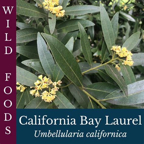 creature feature california bay laurel nec