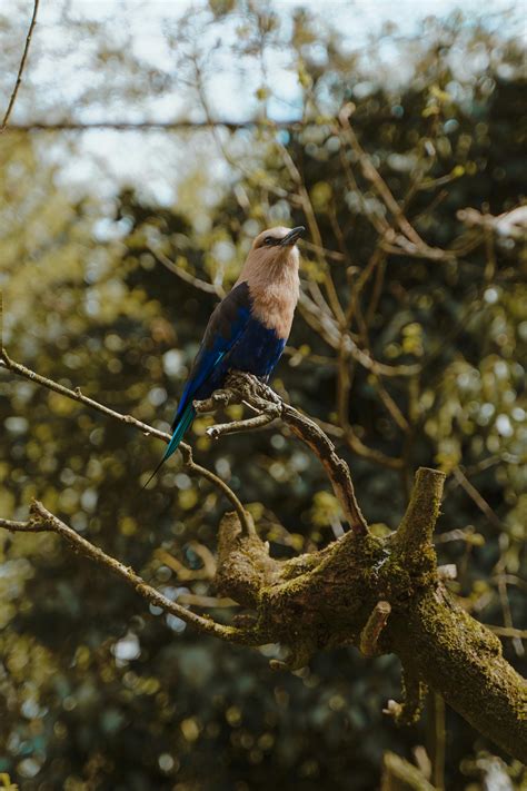Banayan Tree Photos Download The Best Free Banayan Tree Stock Photos