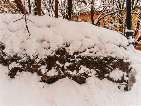 Bildet Bilder anlegg snø naturlige omgivelser kvist gren