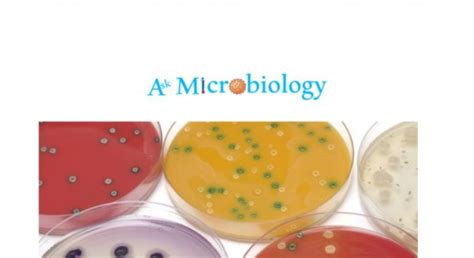 Anaerobic Bacteria Ask Microbiology