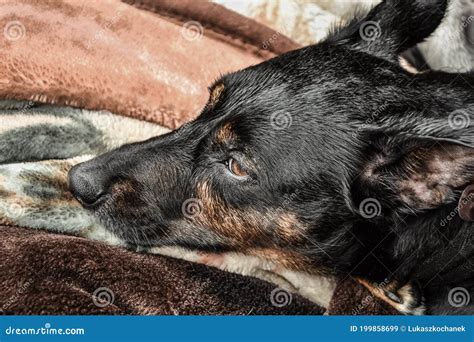 Sad Dog Face - Sad Puppy with Puppy Dog Eyes Stock Image - Image of moving, baby: 199858699