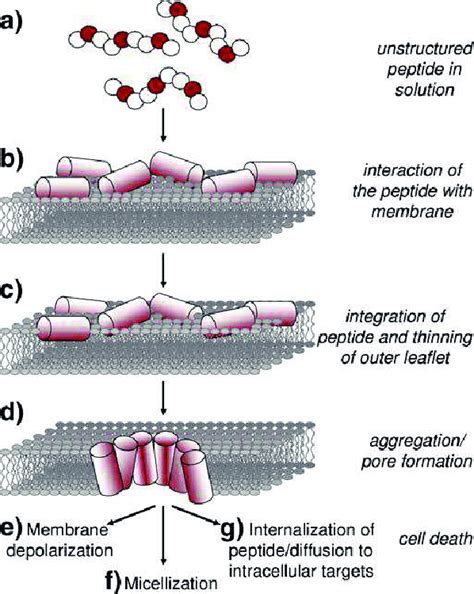 Cationic Antimicrobial Peptides - Brain Mind Article