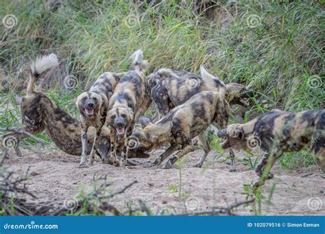 Paquete De Perros Salvajes Africanos Que Juegan En La Arena Foto De Archivo Imagen De Travieso