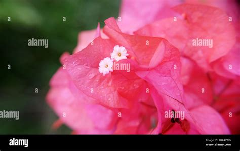 Bougainvillea Pink Flowers Hi Res Stock Photography And Images Alamy