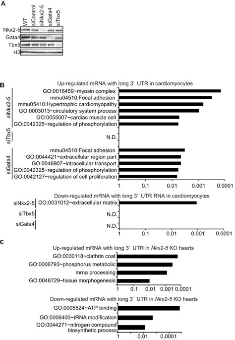 Regulation Of Alternative Polyadenylation By Nkx2 5 And Xrn2 During