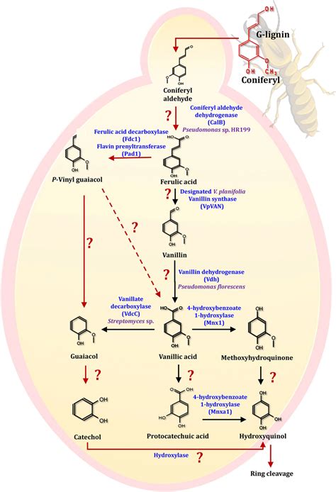 The Scheme Of G Lignin Based Aromatics Degradation Pathways In Yeasts