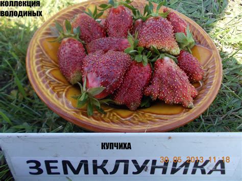 Каталог сортов земляники (средние сорта) | Ягодный микс
