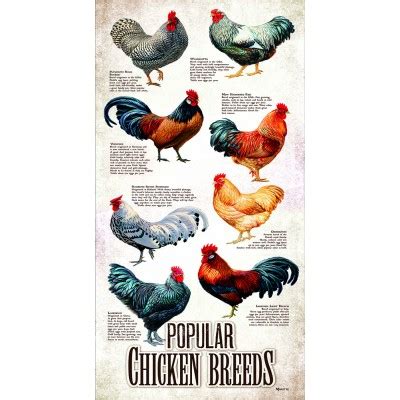 XXL Teile Popular Chicken Breeds 500 Teile SUNSOUT Puzzle Online