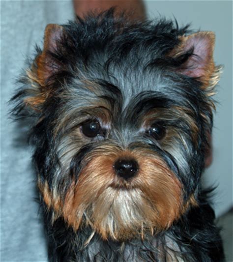 Yorkie Puppy Care Instructions