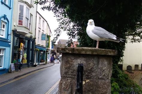 The Tenby Seagull Locals Call Steven Seagal Who Sits On The Same Wall