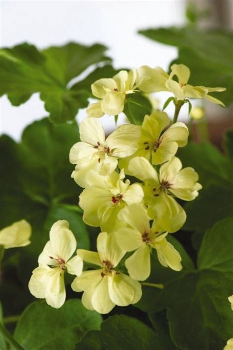 First Yellow Geranium And Over Wintering Geraniums Geraniums Annual