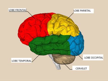 Anatomie rôle schéma du cerveau humain