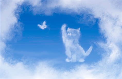 Premium Photo Cat Clouds Shape Framed In Clouds Cat Catches A Butterfly