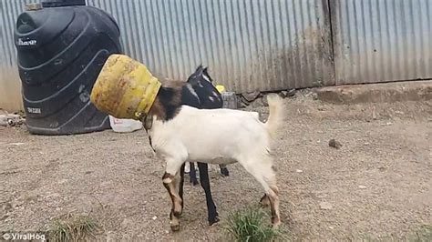 Man Rescues Two Goats Who Get Their Head Stuck In Same Jar Daily Mail