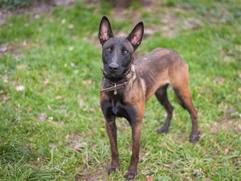 APAGI Shadow CHIEN x Berger Belge Malinois à la robe Fauve charbonnée