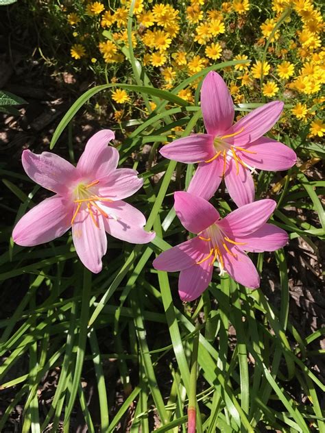 Pink Rain Lilies Photo By Cs Lent Rain Lily Lily Plants