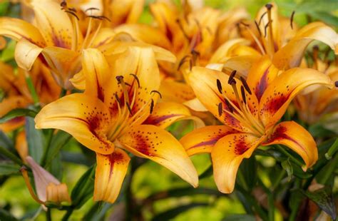 How To Grow And Care For Asiatic Lily