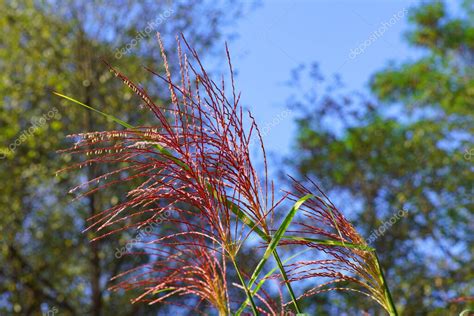 Miscanthus Sinensis Es Una Especie De Planta Herbácea Perteneciente A