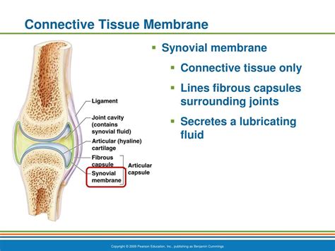 Ppt Skin And Body Membranes Powerpoint Presentation Free Download