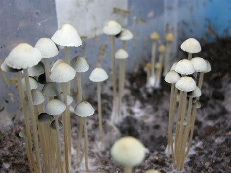 Panaeolus Cyanescens The Ultimate Mushroom Guide