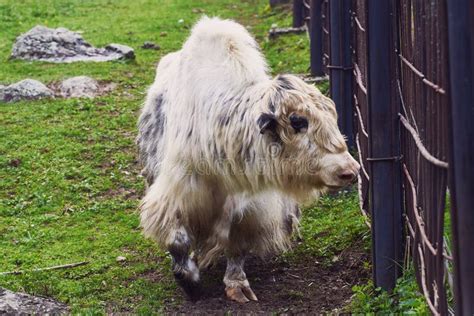 A Beautiful White Yak With Long Hair Walks In An Aviary In A Nature