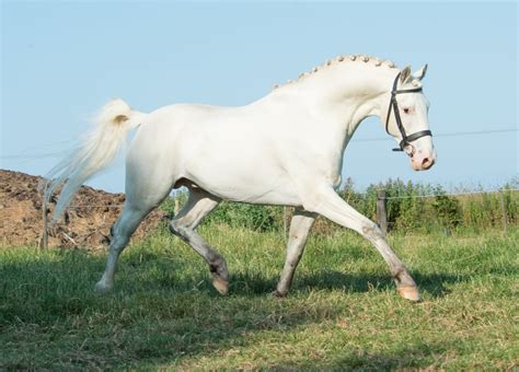 Breed Characteristics British Spotted Pony Society