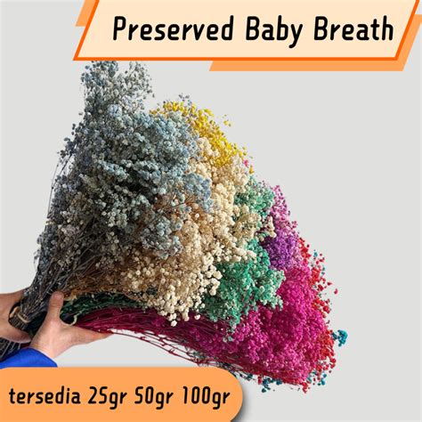 Jual Preserved Real Touch Premium Baby S Breath Gypsophila Bunga Kering