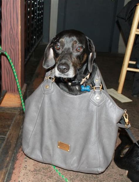 Big Dogs Can Be Purse Dogs Too Dog Friends Dogs Big Dogs