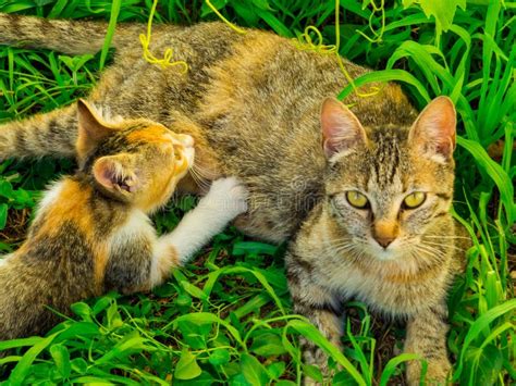 Pussy Cat Milk Stock Photos Free Royalty Free Stock Photos From Dreamstime