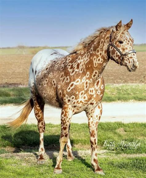 Conhe A Os Cavalos Mais Bonitos Do Mundo Comprerural