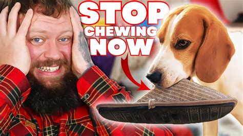 How To Stop Your Dog Biting And Chewing Everything Youtube