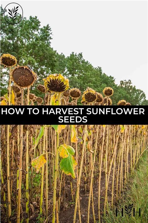 How To Harvest Sunflower Seeds Like A Pro 🌻🥇 Unveil A Tasty Yield