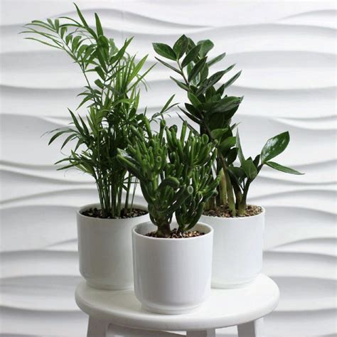 Вопросы и ответы о Комплект из 3 комнатных живых растений, Хамедорея ...