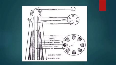 Meristematic Tissue Types And Classification Ppt