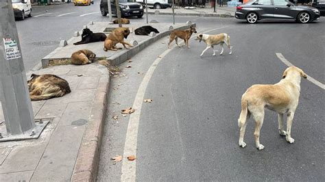 Sokak Hayvanlar N N Uyutulmas Hakk Nda Ak Partiden Yeni A Klama