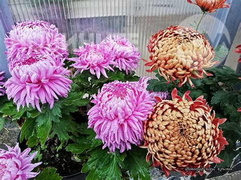 Есенни цветя - Nova.bg