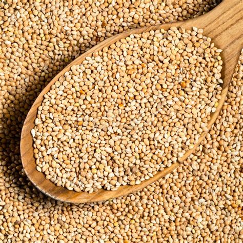 Yellow Proso Millet Seeds In Wood Spoon Closeup Stock Image Image Of