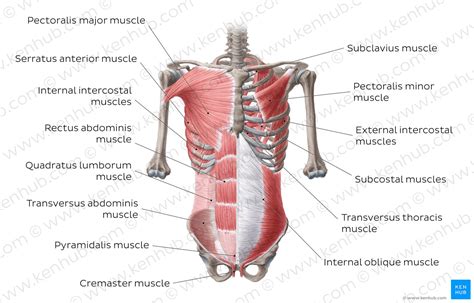 Anterior Abdominal Muscles Anatomy And Functions Kenhub