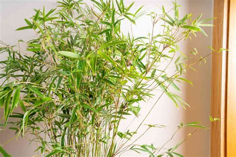 The Benefits Of Taking Care Of A Bamboo Plant Complete Guide