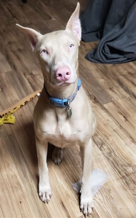 White Doberman Pinscher With Blue Eyes