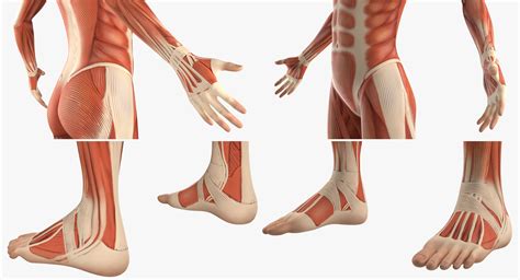 Anatomie Du Syst Me Musculaire F Minin Truqu E Pour Mod Le D Maya