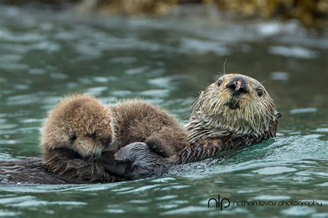 Baby River Otter Swimming