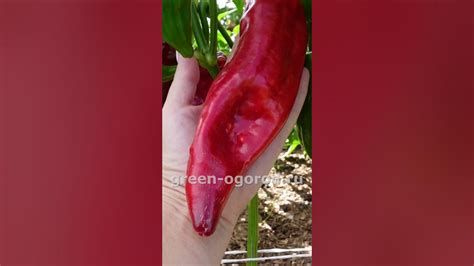 🌶Сладкий перец НИЖЕГОРОДЕЦ! #short #сладкийперец #советы - YouTube
